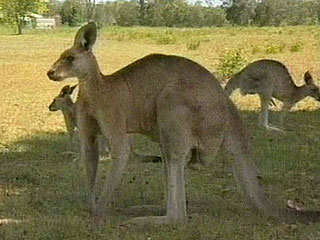 Расплодившиеся кенгуру терроризируют столицу Австралии