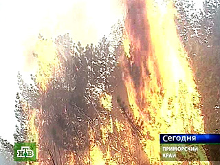 По прогнозу МЧС, ущерб от лесных пожаров в Приморье в этом году составит 1,3 млрд рублей 