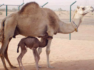 В Дубае (Объединенные Арабские Эмираты) впервые в мире выведен клон верблюда