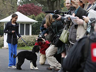 Президент США Барак Обама во вторник торжественно представил журналистам нового жильца Белого дома - щенка португальской водной собаки по имени Бо