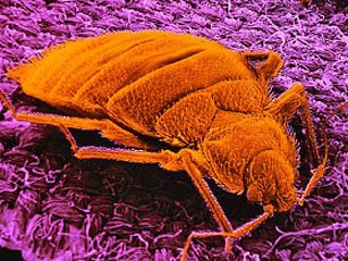 В связи с проблемой неконтролируемого распространения насекомых Американское агентство по защите окружающей среды решило созвать "клоповий саммит"
