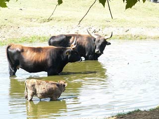 Для коров "Хек" характерен коричневый окрас и ворсистая челка кофейного цвета