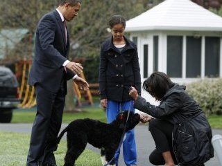 Первая леди США Мишель Обама проводит большую часть времени, выгуливая и дрессируя щенка Бо, который появился в семье президента неделю назад