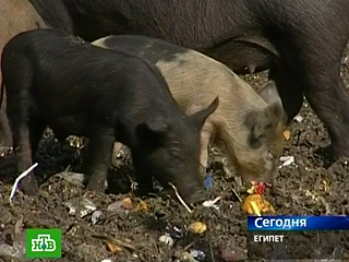 В Египте в связи с угрозой распространения свиного гриппа будет уничтожено все поголовье свиней