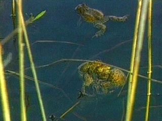 Группа ученых-биологов из Германии, Испании и Италии обнаружила на острове Мадагаскар 130 ранее неизвестных науке лягушек