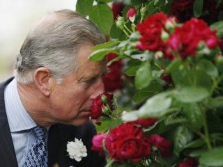 Новый сорт красной розы с запахом цитрусовых, специально выведенный для наследника британского трона принца Уэльского Чарльза, представлен на лондонской цветочной выставке в Челси