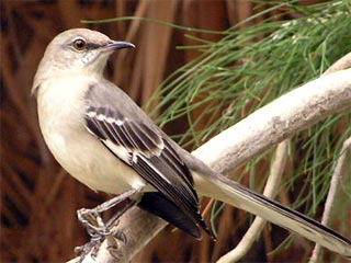 Песни пересмешниковых птиц помогают самцам привлекать к себе самок и бороться с конкурентами, а потому их мотивы должны давать информацию об уровне развития и здоровья самцов