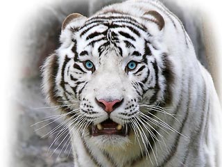 В новозеландском парке белый тигр на глазах у туристов растерзал смотрителя
