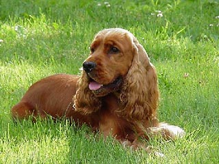 Самой агрессивной породой собак в мире признан английский кокер-спаниель. Особенно опасны рыжие