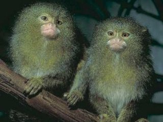 Японские специалисты впервые в истории науки сумели изменить биологическую структуру ближайших родственников человека, внедрив обезьянкам-мармозеткам ген, обеспечивший их меху флюоресцентно-зеленый оттенок