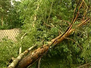 В селе Ивановка Амурской области от сильного ветра на школьника упало дерево