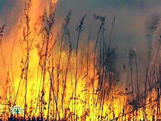 На территории России зарегистрировано 168 очагов природных пожаров, из них в течение суток возникло 115 очагов, потушено 130 очагов, сообщили в субботу в Управлении информации МЧС РФ