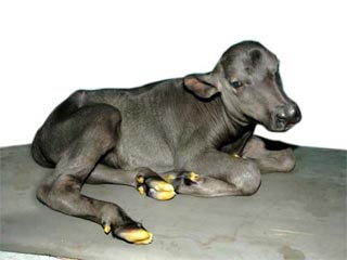 В Индии появилась на свет клонированная буйволица Гарима