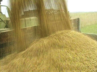 Речь идет о продаже этого зерна как фуражного, в то время как в Египет оно поставлялось как продовольственное и было временно арестовано генпрокуратурой страны