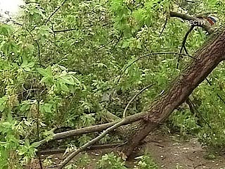 Женщина погибла в результате грозы и сильного ветра во Владимирской области