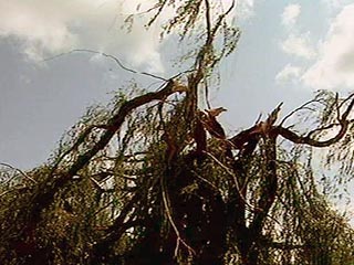 Сильный ветер, сопровождавший грозу, валил деревья, которые падали на линии электропередачи. Из-за этого в селах нескольких районов была нарушена подача света
