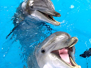 Дельфины вступают в гомосексуальные пары для решения социальных проблем, а саранча, вступив в аналогичные отношения, убивает более слабых партнеров