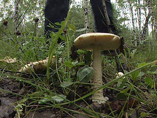 Микологи обнаружили на Алтае уникальные грибы, которых в России раньше не находили