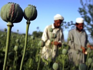 Администрация Обамы сворачивает программу уничтожения посевов опийного мака в Афганистане посредством распыления ядохимикатов в связи с ее полной неэффективностью
