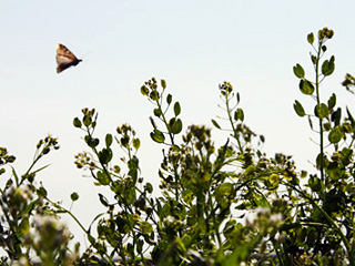 В Амурской области продолжается ликвидация последствий массового поражения сельскохозяйственных растений бабочками лугового мотылька