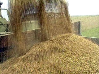 По итогам 2008-2009 зернового года Россия экспортировала 21,2 млн тонн пшеницы и ячменя и стала вторым после США игроком мирового зернового рынка, свидетельствуют данные аналитического центра "Русагротранс"