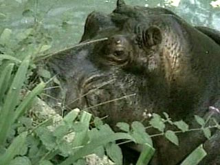 Гиппопотам, сбежавший три года назад из зоопарка покойного колумбийского наркобарона Пабло Эскобара, обнаружен живущим в местной реке Магдалена