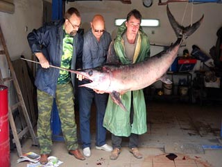 Увлекающийся рыбалкой калининградец поймал в День рыбака 12 июля гигантскую рыбу-меч весом более 75 килограммов - такие очень редко заплывают на север из тропических морей