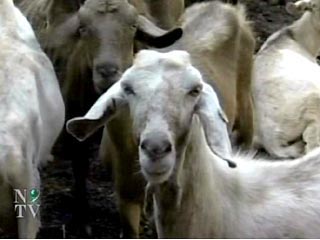 В Израиле выявлен еще один козел, дающий молоко. На этот раз дойный козел обнаружился в стаде 42-летнего прапорщика Армии обороны Израиля Халеда Суэда из поселка Вади Тальмон