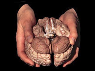 Британские ученые нашли "отличительную" патологию в мозгах психопатов