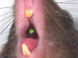 Группа японских ученых из токийского Университета естественных наук и компании Otsuka смогла вырастить у мыши полноценный зуб на месте вырванного