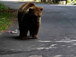 На Камчатке создана специальная группа для отстрела медведя, который в ночь на вторник убил жительницу поселка Палана