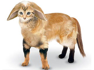 Ученые создали изображение животного, которое, по опросам общественного мнения, должно являть собой собирательный образ идеального домашнего любимца британской семьи - существо с ушами кролика, мордой кошки, телом золотистого ретривера и хвостом лошади