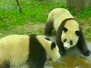 По данным статистики, с 1975 по 1985 год площадь обитания панд в Китайской Народной Республике уменьшилась с 29,5 тысячи до 13 тысяч квадратных километров