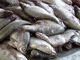 Рекордный улов рыбы 2009 года для покупателей дешевле не станет