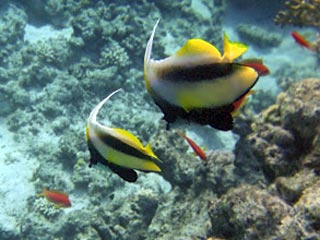 Более четырех тысяч экзотических тропических рыб, которых привезли из Китая в открывающийся в Сочи океанариум Sоchi Discovery World, погибли в аэропорту города