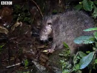 В Папуа-Новой Гвинее обнаружены огромные крысы