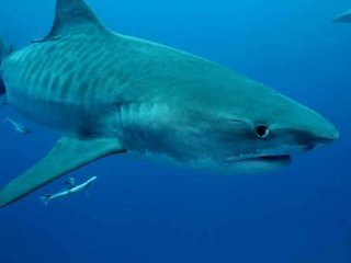 На северо-востоке Бразилии подросток скончался после нападения тигровой акулы