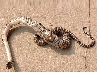 В Китае найдена змея-мутант с одной когтистой лапой посреди туловища 