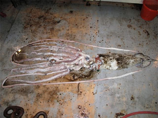 В Мексиканском заливе случайно поймали гигантского кальмара - существо, о котором мало что известно