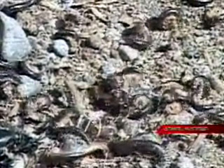 Жители нескольких сел Горийского района (восточная Грузия) потрясены нашествием червей неизвестного происхождения