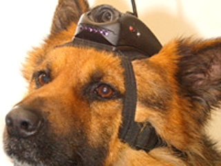Израильская армия приняла на вооружение новую разработку национальной оборонной промышленности, позволяющую дистанционно управлять живыми собаками