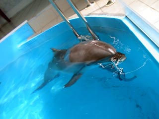 В московском дельфинарии, за который идет ожесточенный имущественный спор, умер второй дельфин