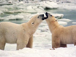 Канадский подросток почти сутки провел на льдине с двумя белыми медведями