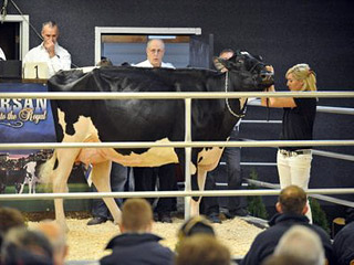 Самой дорогой в мире коровой стала черно-белая трехлетка голштинской породы по кличке "Голд Мисси"