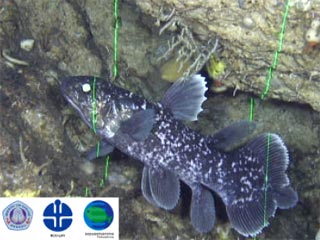 Индонезийские и японские биологи показали уникальные подводные кадры: им удалось снять живую доисторическую рыбу - коелакант. Судя по размерам, это не взрослая особь, а еще подросток