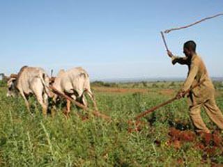 ВПП является причиной больших проблем для местных фермеров. Импорт продовольствия лишает сомалийских фермеров уверенности в себе. ВПП должна либо закупать продовольствие у сомалийских фермеров, либо прекратить работу в стране