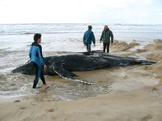 Два молодых кита, выброшенные сегодня утром на берег, погибают на пляже индонезийского острова Бали
