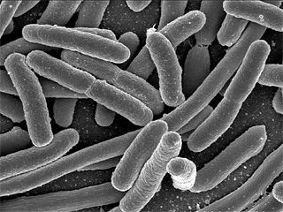 Ученые выяснили, что углеродные нанотрубки токсичны для кишечной палочки и хотят использовали ее в качестве биотестера