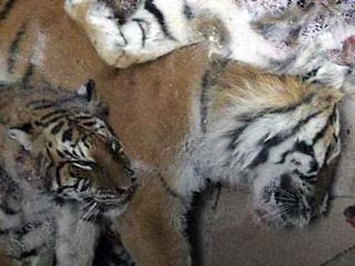 Дрессировщику, который в пьяном виде уморил восемь тигров и львицу, велели не покидать Якутск