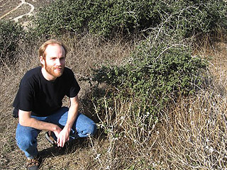 Старейшее на Земле растение возрастом около 13 тысяч обнаружено в засушливом лесном районе Калифорнии